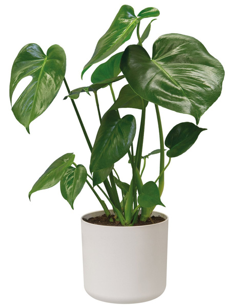 B. For Soft Round 22 osłonka biała