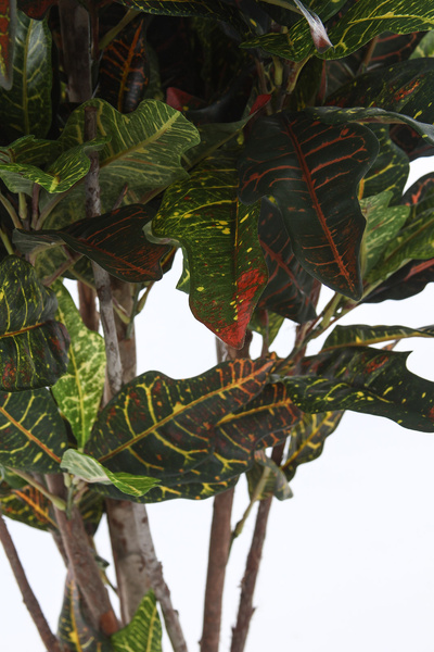 Sztuczny Kroton 150 cm 336 liści