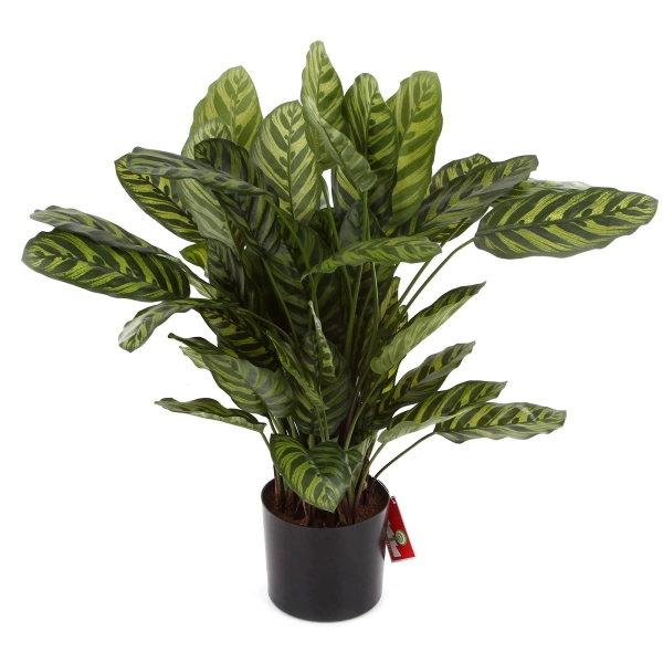 Sztuczna Kalatea zielona 80 cm