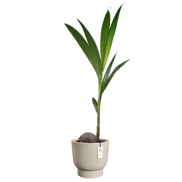 Amber Grail 30/28 beżowa donica na stopie balanced beige