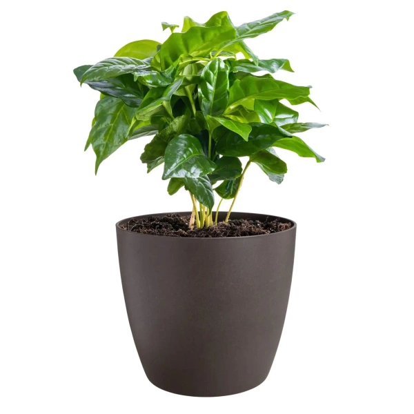 Coffee Collection Elho 22/21 osłonka espresso brown