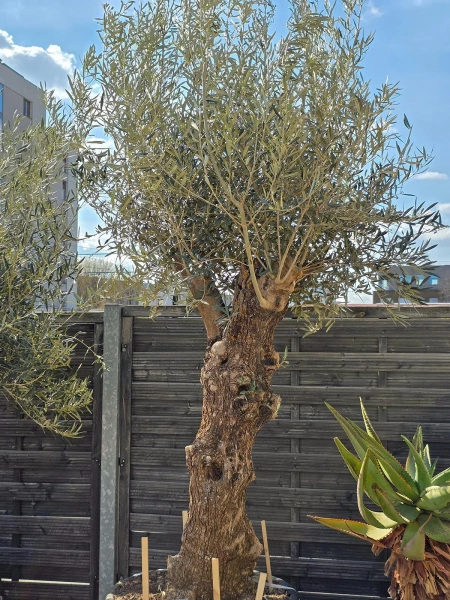 Drzewko oliwne bonsai Oliwka europejska 280 cm