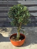 Drzewko oliwne 90 cm gruby pień