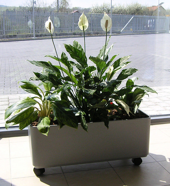 Sauerland 70x35/25 prostokątna donica kremowa