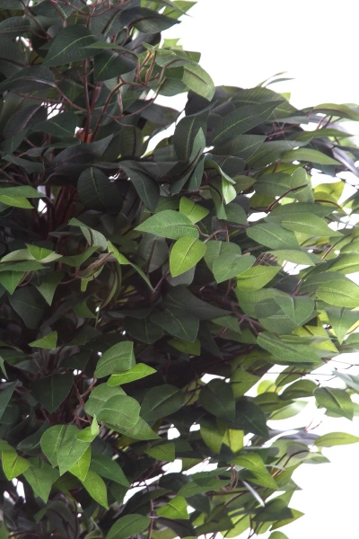 Sztuczny Ficus S 120 cm drewniany naturalny pień