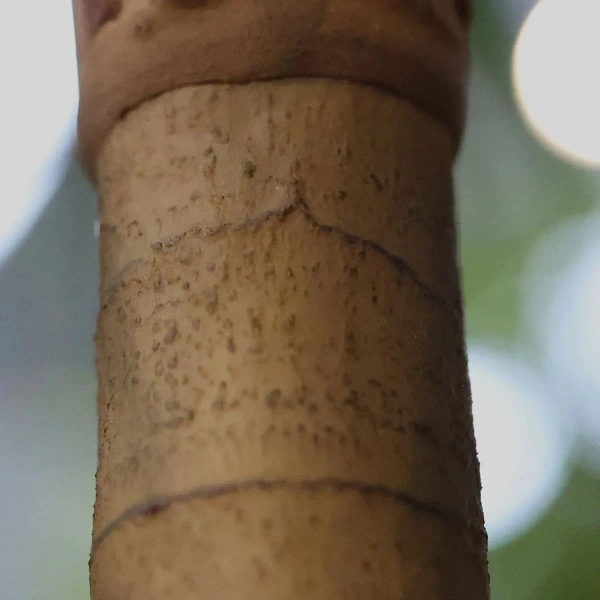 Sztuczna Palma wysoka 225 cm