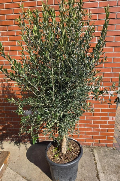 Oliwne drzewko na pniu 190 cm duża korona