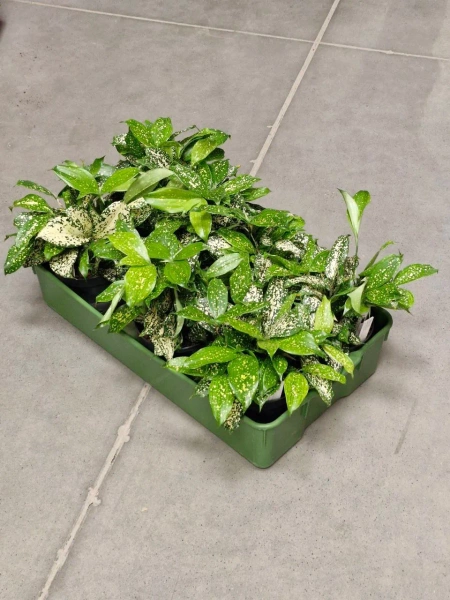 Dracena godseffiana 30 cm MK13/12 w hydroponice