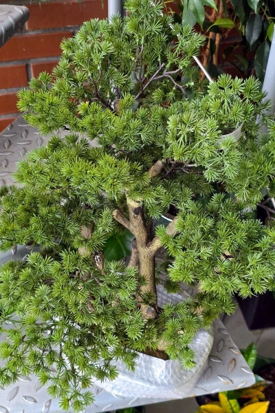 Sztuczny Bonsai Larix 60 cm w formie lasu