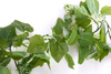 Sztuczny Chmiel girlanda 180 cm