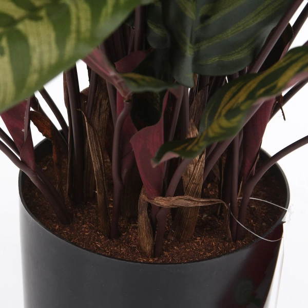 Sztuczna Kalatea gęsta czerwona 80 cm 65 liści