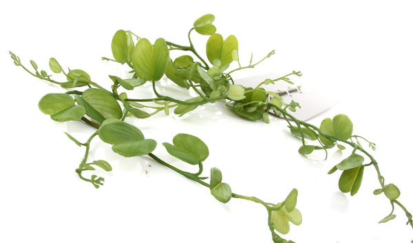 Sztuczna Hoya Kerrii vine 90 cm UV Weather Proof