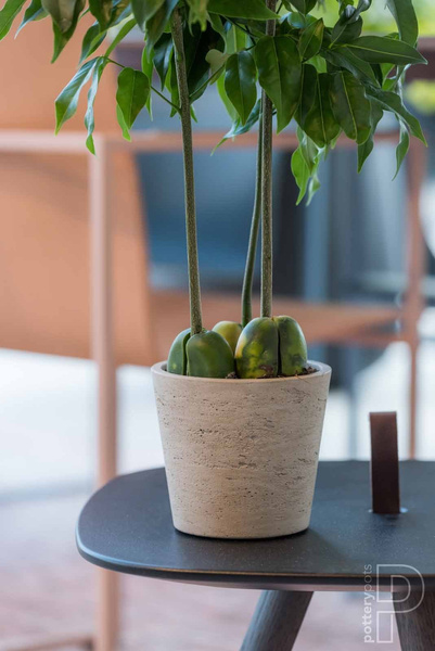 Mini Bucket XS 12/11 doniczka kamienna złota metalik