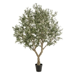 Duże drzewo oliwne rozgałęzione 250 cm