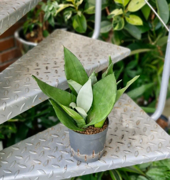 Sanseviera moonshine MK13/12 w hydroponice