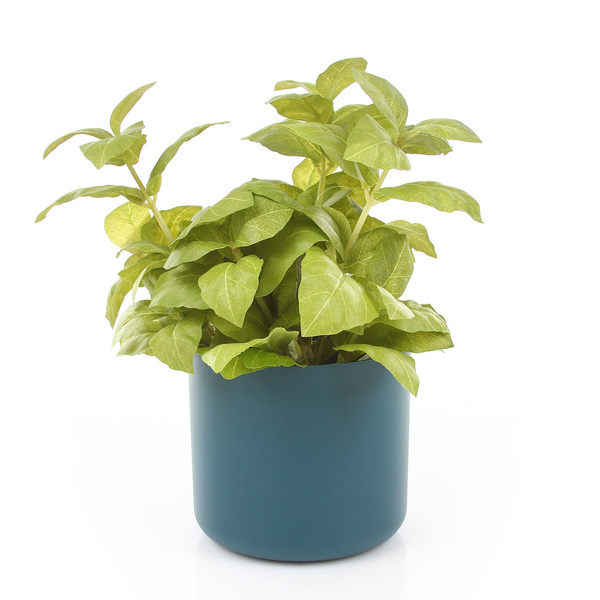 ONO 13/12 cylindryczna osłonka niebieska ocean