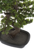 Sztuczne drzewko Bonsai MYRTLE 85 cm w czarnej doniczce