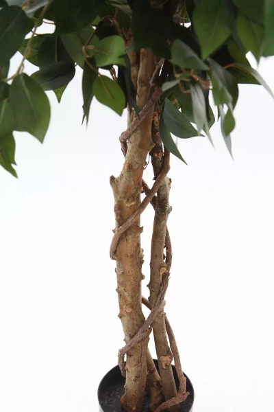 Sztuczny Fikus Benjamina na drewnianym pniu 150-170 cm