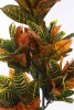 Sztuczny Kroton 118 cm Codiaeum kolorowe liście
