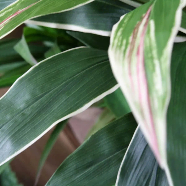 Sztuczna Dracena variegata 80 cm