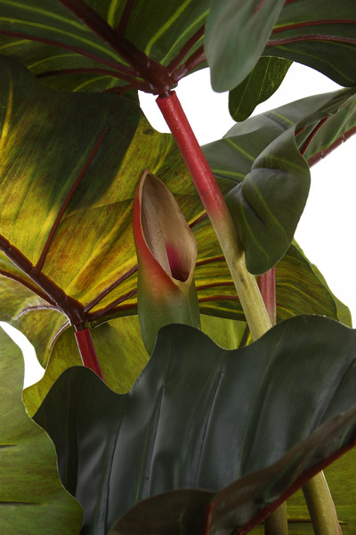 Sztuczna kolokazja wysoka na pniu 200 cm