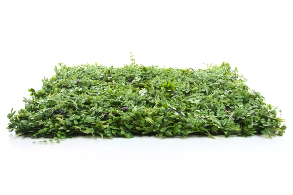 Sztuczny panel zielona ściana Premium 100x100 cm purpurowe liście