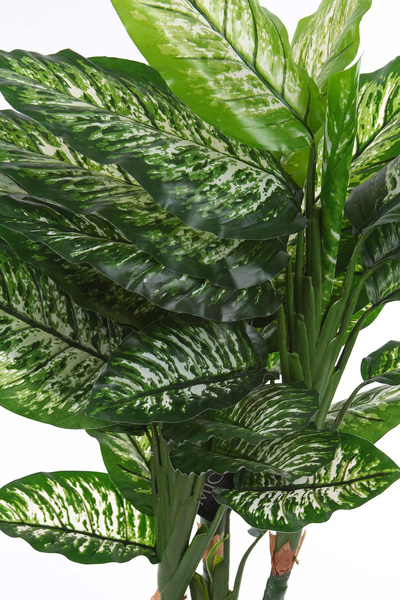 Sztuczna Difenbachia 120 cm duże kolorowe liście