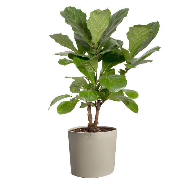 Eden 30 donica asymetryczna soft taupe Elho