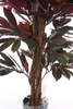 Sztuczny Fikus Capensia czerwonolistny 210 cm