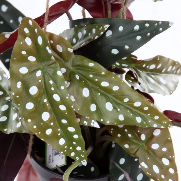 Sztuczna Begonia Maculata wisząca 80 cm w doniczce