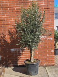 Oliwne drzewko na pniu 190 cm duża korona