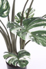 Sztuczna Monstera Variegata dziurawa zielono-biała 120 cm