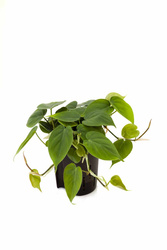 Filodendron pnący (Philodendron scandens) MK15/19 - pnącze