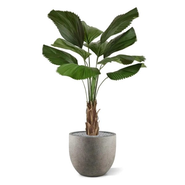 Sztuczna Palma Licuala 140 cm