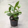 Clusia rosea princess 30 cm w hydroponice MK13/12