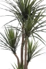 Sztuczna Dracena 160-170 cm