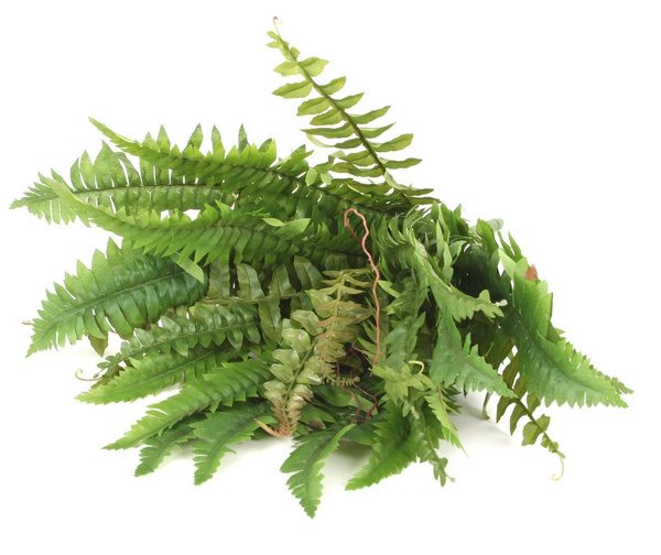 Sztuczna Paprotka Boston 60 cm 31 liści