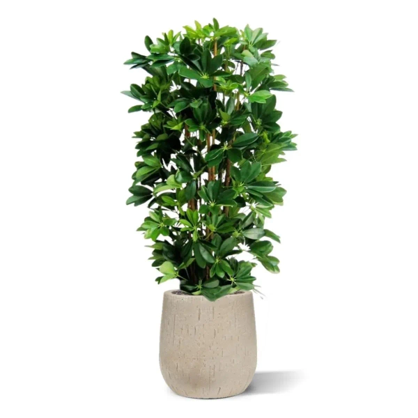 Sztuczna Schefflera gęsta na naturalnych pniach 120 cm deluxe