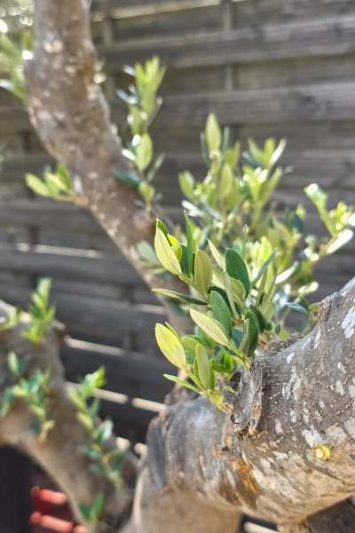 Rozłożyste drzewko oliwne 160 cm