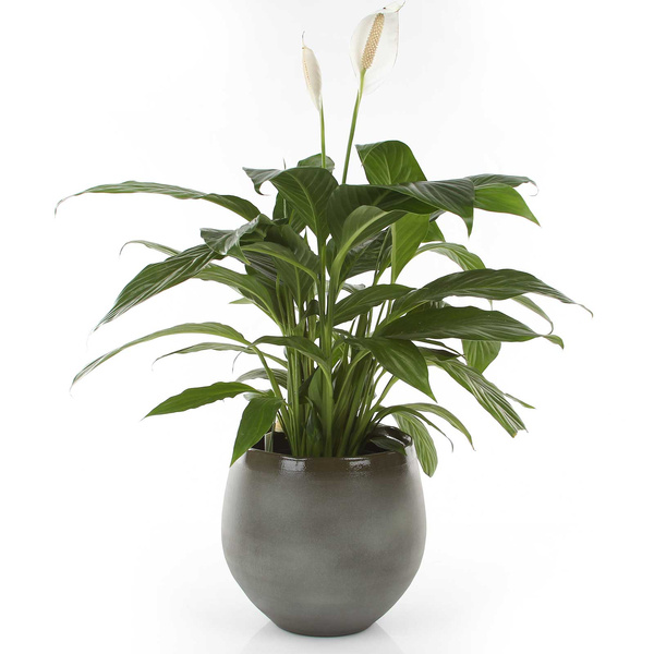 DOURO 16/13 cm zielona osłonka ceramiczna