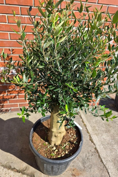 Oliwka europejska Olea europaea 150 cm