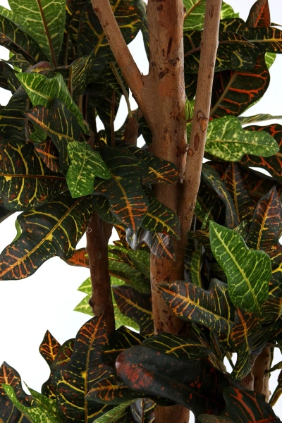 Sztuczny Kroton Bonsai deluxe 175 cm