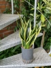 Sansevieria super flame 55 cm MK15/19 w hydroponice