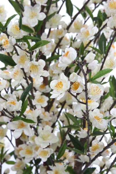 Sztuczna Wiśnia 170 cm kremowa