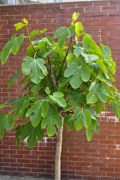 Ficus carica figa drzewko 210 cm