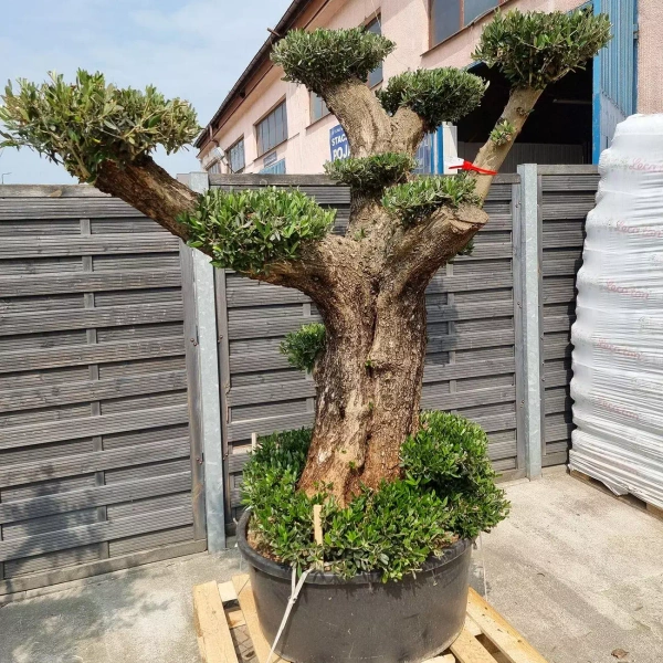 Drzewko oliwne bonsai rozgałęzione Olea europaea 195-210 cm