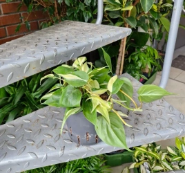 Philodendron scandens Rio MK13/12 Filodendron pnący
