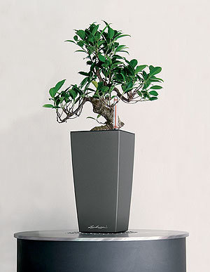 LECHUZA CUBICO MAXI 14x14/26 doniczka czerwona scarlet red z połyskiem