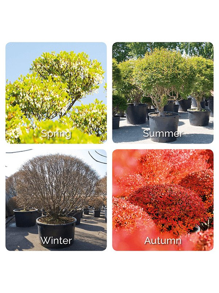 Enkiant dzwonkowaty Enkianthus campanulatus Ball 110 cm d60