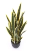 Sztuczna Sanseveria laurentii 90 cm zielono-żółta